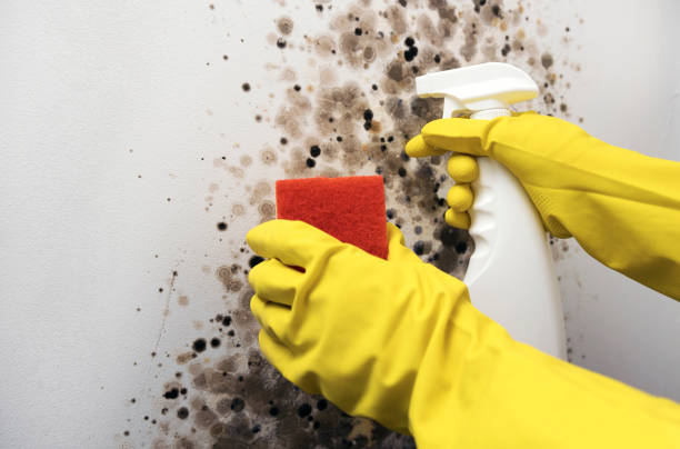 Best Mold Remediation for Specific Building Types in Converse, TX